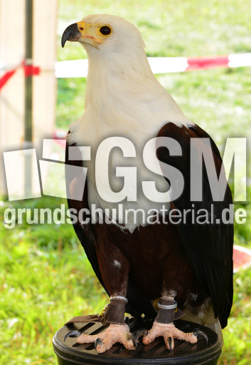 Schrei-Seeadler (1).jpg